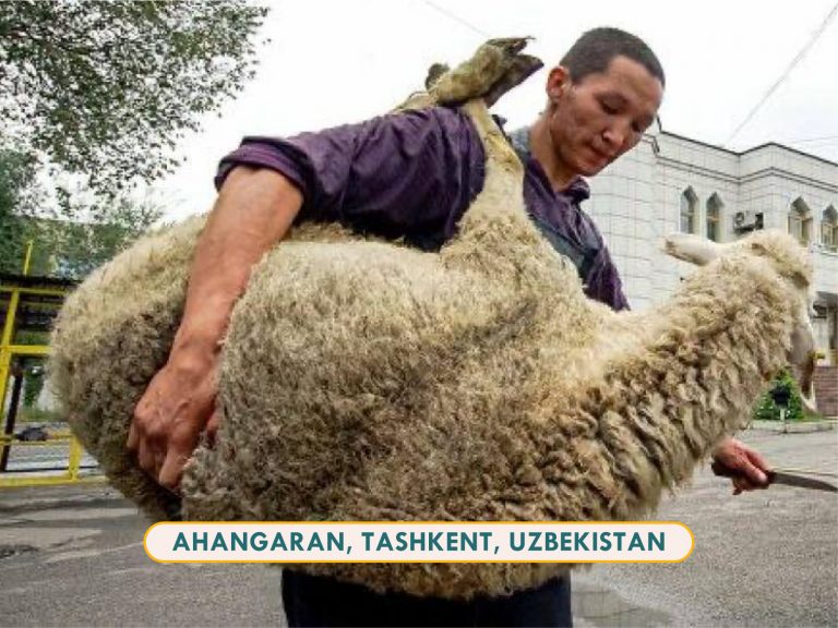 Korban and Akikah Sheep Uzbekistan