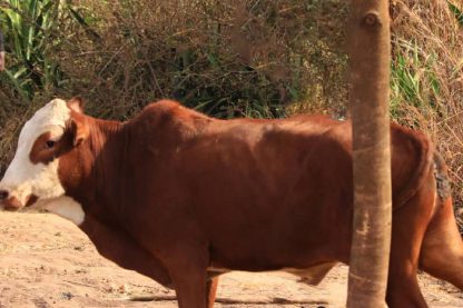 Cow Australia for Qurban